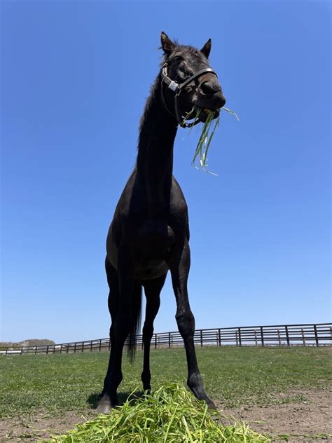 Yogiboヴェルサイユリゾートファーム On Twitter 本日はローズキングダムの誕生日です🎉 15歳になりました🐎 ファンの方から