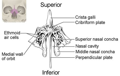 Maxilla (sing.), 2x nasal bones, 2x palatine bones, 1x vomer, and 2x zygomatic. The Skull | Anatomy and Physiology I