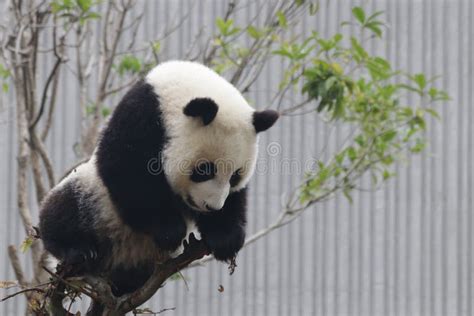 Little Baby Panda Cubin Wolong Panda Breeding Center China Stock Photo