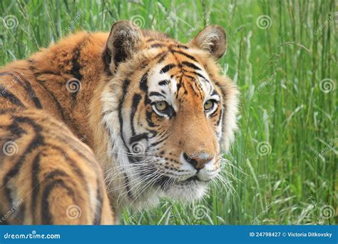 Bengal Tiger In Grass Stock Image Image Of Tiger Male 24798427