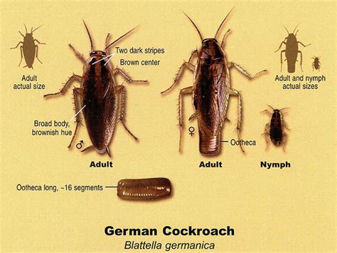 german cockroach j and l pest control