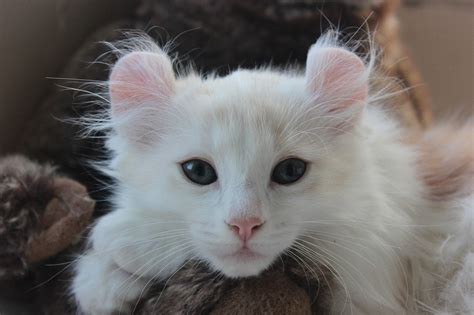 The Top 22 Types Of White Cat Breeds With Pictures Pet Keen