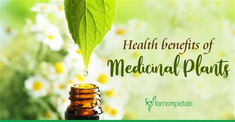 What Are The Health Benefits Of Medicinal Plants Ferns N Petals