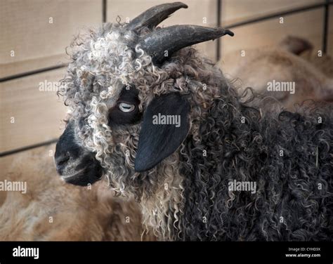 Curly Goat Hi Res Stock Photography And Images Alamy