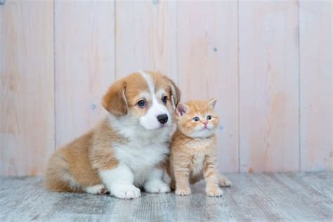 How old is too old to spay or neuter my dog or cat? | Upland Vets