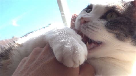 Vicious Cat Attacks Human Caught On Camera Youtube