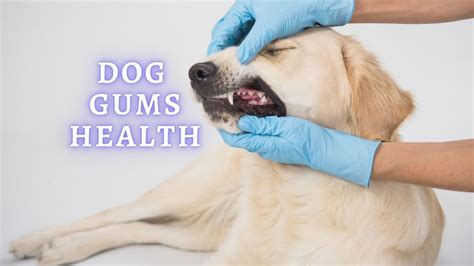 Healthy Dog Gums What Color Should A Dogs Gums Be