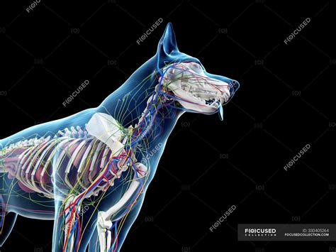 Dog Anatomy With Internal Organs Digital Illustration — Graphic Pet