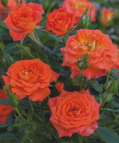 Cottage Farms Direct Mandarin Mini Sunblaze Rose Set Of Two Zulily