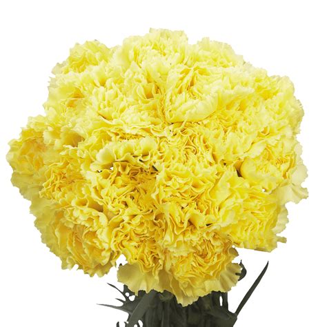 The scheduled delivery date is the date a shipment is scheduled for delivery. 24 Hours Flower Delivery Yellow Carnations | GlobalRose