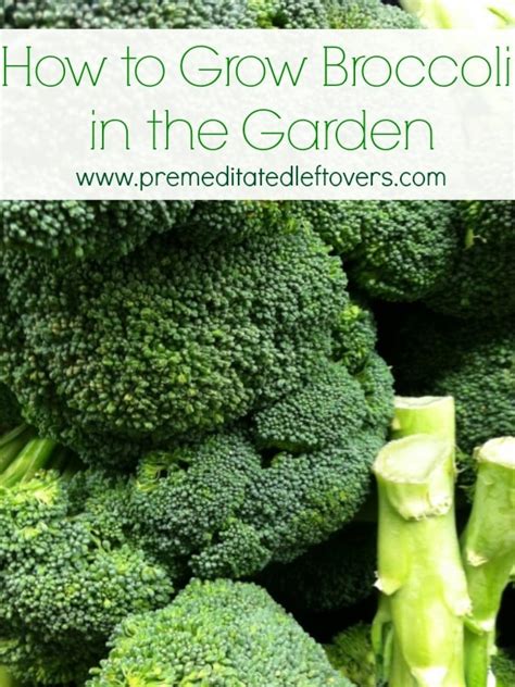 Tips For Growing Broccoli In Your Garden