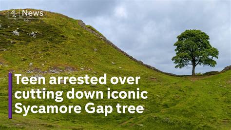 UKs Iconic Sycamore Gap Tree Cut Down By Vandals YouTube