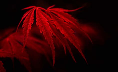 Red Leaf Fall Wallpapers Wallpaper Cave