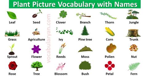 List Of Plant Names With Picture Vocabularyan Vocabularyan