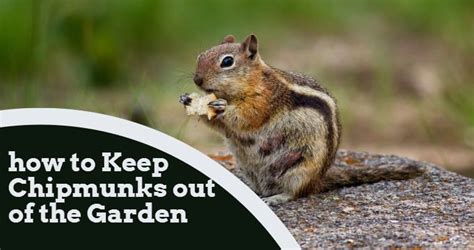 How To Keep Chipmunks Out Of The Garden Igra World