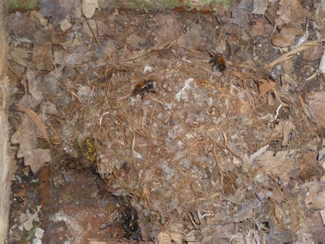 Carpenter bees make their homes in wood, and sometimes their nests are hard to spot. Derby and District Beekeeping Project - DaDBeeP: Bumble ...