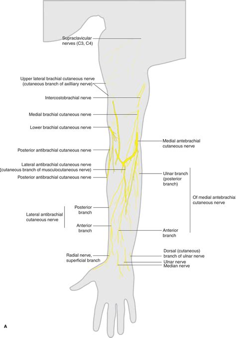 Cutaneous Nerve Blocks Of The Upper Extremity Hadzics Peripheral