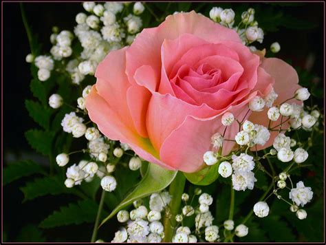 Beautifull Flowers 2011 Pink Rose Bouquet