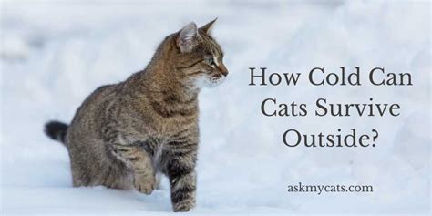 How Long Can An Indoor Cat Survive Outside