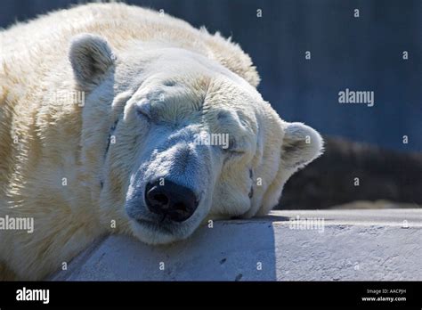 Polar Bear Ursus Maritimus Portrait Stock Photo Alamy