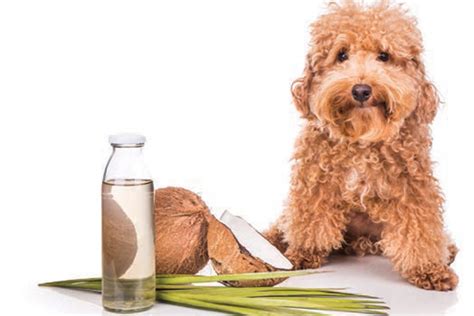See which ingredients, like coconut oil or oatmeal are the most effective treatment. The Best Dog Food for Itchy Skin