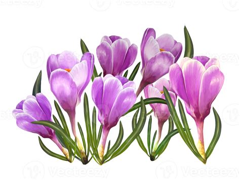 Free Bouquet Of Crocuses Saffronspring Flowers Drawing 15098722 Png