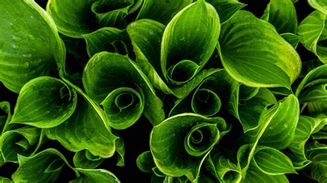 Close Up Photography Of Green Leafed Plants · Free Stock Photo