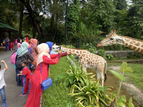 Taiping zoo is special in its own way. Sekurang-kurangnya RM42j Untuk Upgrade, Zoo Taiping Perlu ...