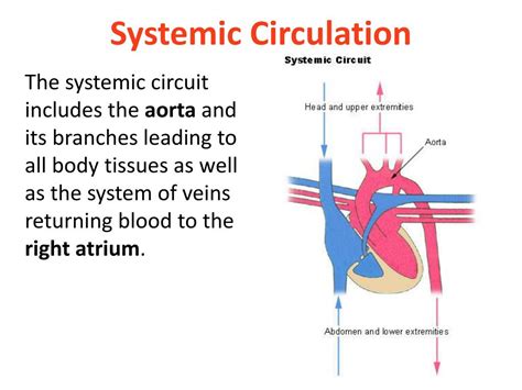 PPT - BLOOD VESSEL STRUCTURE, BLOOD PRESSURE AND SYSTEMIC VESSELS