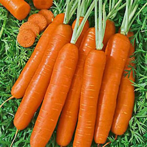 200 Heirloom Carrot Seeds Scarlet Nantes Vegetable Garden Etsy