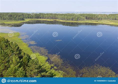 Aerial Photo Of Forest Boggy Lake In The Karakansky Pine Forest Near