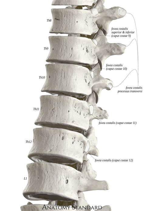 Atypical thoracic vertebra — th1 & th9 to th12. Atypical Thoracic Vertebrae: Th1 & Th9-Th12