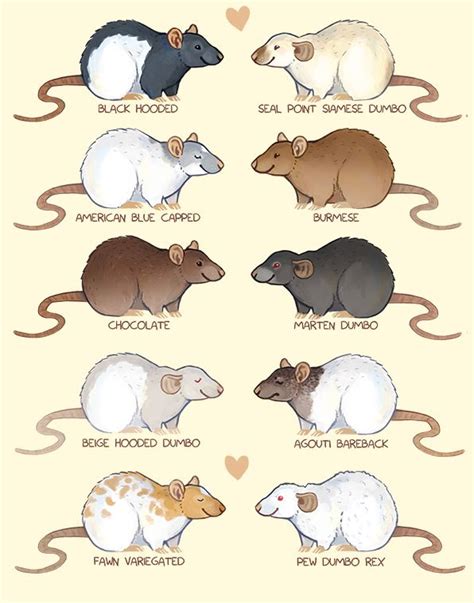 Voff Voff Pet Rats Pet Mice Cute Rats