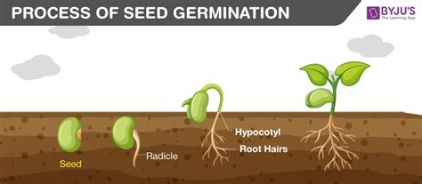 Seed Germination Process Necessity And Its Major Factors