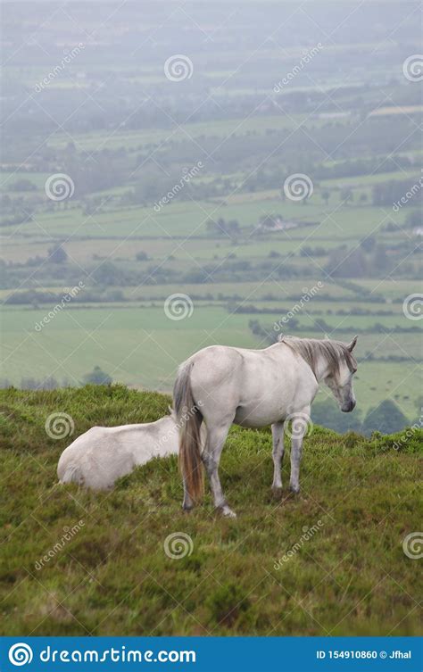 White Horses Looking Over Irish Countryside Portrait Stock Photo