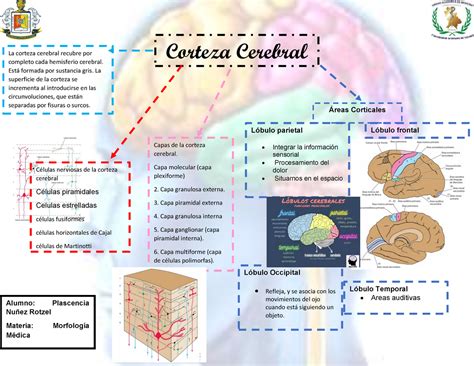 Mapa Conceptual Corteza Cerebral Studocu Kulturaupice My Xxx Hot Girl