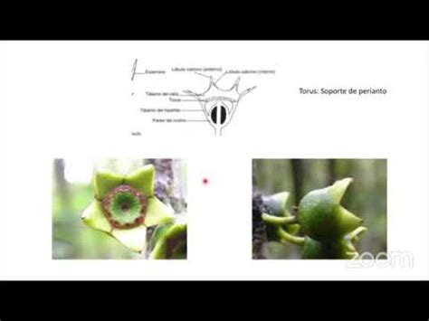 Familia Melastomataceae Parte Ii Flor Morfologia Androceo