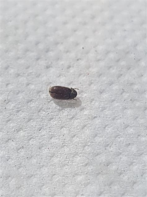 Maybe you would like to learn more about one of these? Little Black Bugs With Wings In Bedroom | www ...