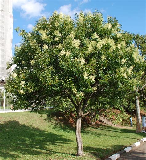 Arboles De Sombra Frutales Que Dan Sombra Arboles Frutales