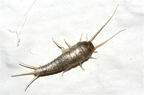 Hausstaubmilben, schimmelpilze, haare und hautschuppen in der wohnung sind das perfekte nahrungsangebot für silberfische. Silberfischchen - NABU Schleswig-Holstein