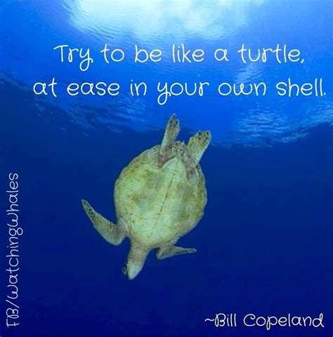 Cute Turtle Pictures Quotes