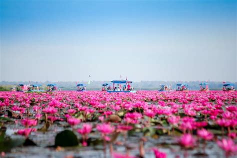 Red Lotus Lake Nong Han Udon Thani Guide To Thailand