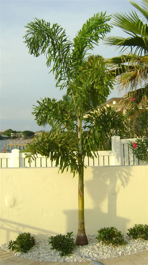Buy Foxtail Palm Trees For Sale In Orlando Kissimmee