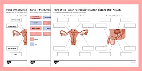 Provided all organs are present, normally constructed, and functioning properly, the essential features of human reproduction are (1) liberation of an ovum, or egg, at a specific time in the reproductive. The Female Reproductive System Worksheet Answer Key - worksheet