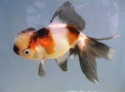 Chinese Goldfish Live Fancy Chinese Goldfish Tri Color Oranda Oranda Goldfish Goldfish