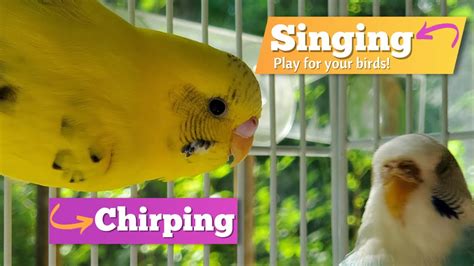 Budgies Chirping Singing And Relaxing Play For Your Cute Parakeets