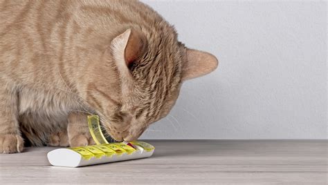 Most often used to treat symptoms of bone and joint disorders, it's likewise used to target several other inflammatory diseases. Cranberry Supplements For Cats: Uses, Dosage, & Side ...