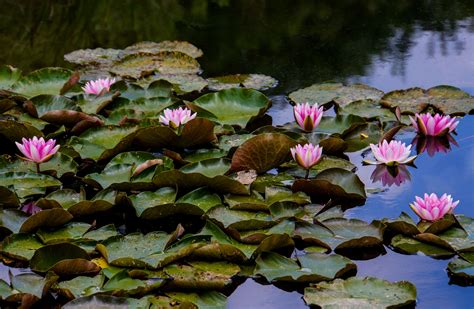 Amazon Giant Water Lily Aquatic Plants Biotope Bloom Blossom Bud