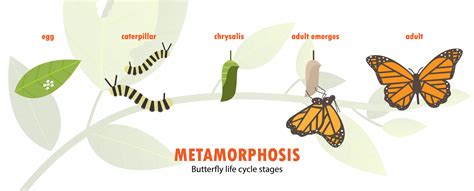 Biology Life Cycle Of A Butterfly Level 1 Activity For Kids