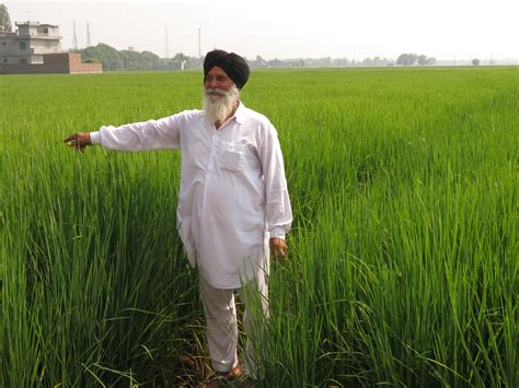 Many of us love to watch punjabi movies but here is the difficult thing which. I Saw India's Future of Climate-Smart Farming | Pulitzer ...